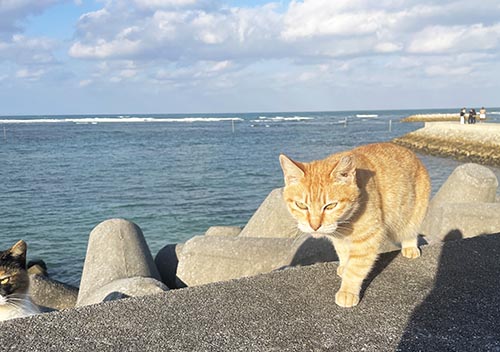 北谷　サンセットビーチ　猫