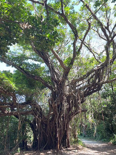 久高島　大きな木