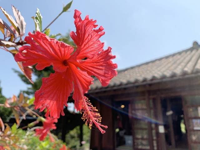 沖縄の家屋に咲くハイビスカス