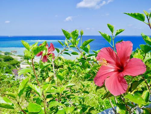 沖縄　ハイビスカスと海